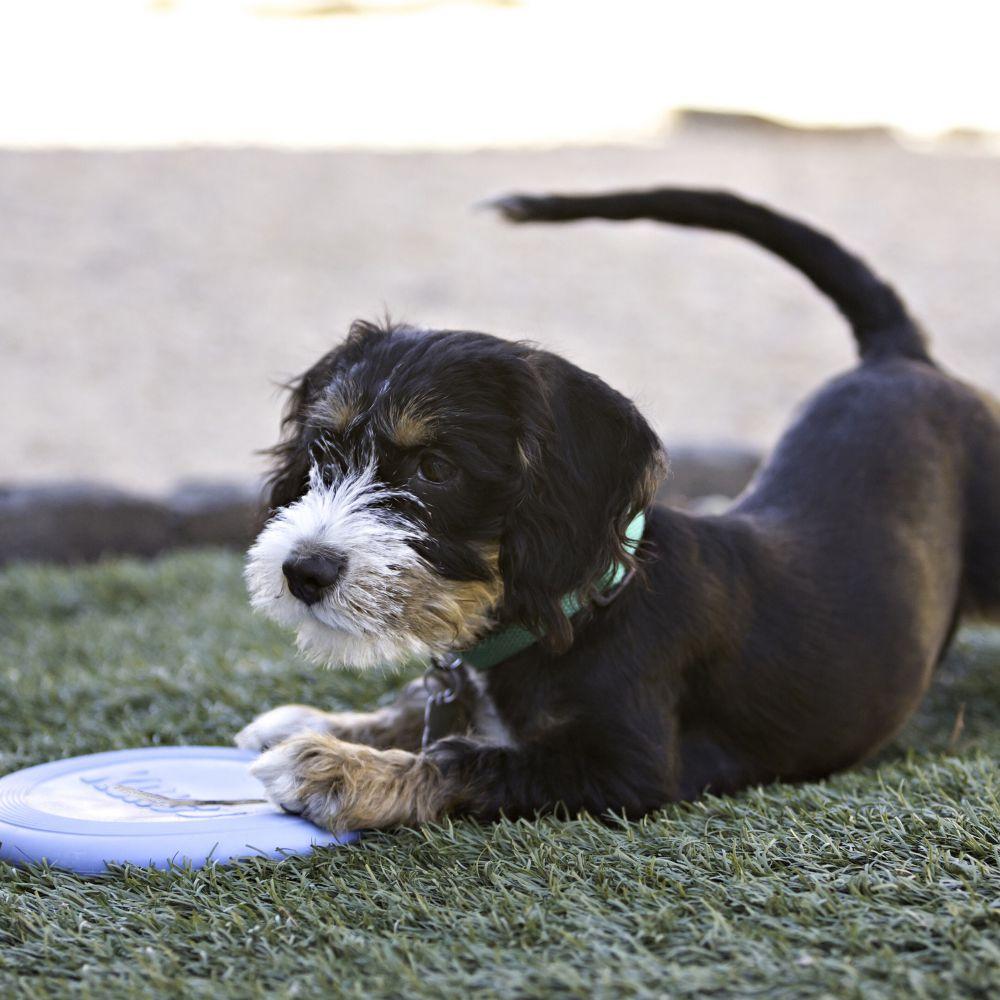 Kong Flyer Puppy / Chiot