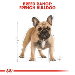 Royal Canin French Bulldog Adult (3 KG)- Dry food for adult dogs over 12 months