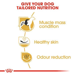 Royal Canin French Bulldog Adult (3 KG)- Dry food for adult dogs over 12 months