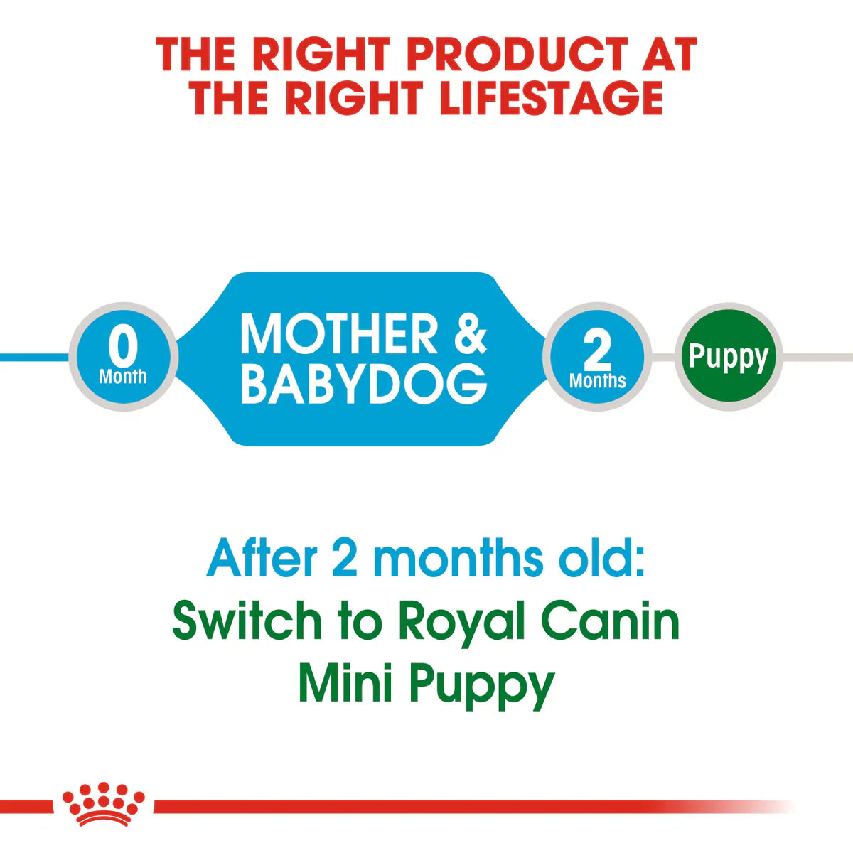 Royal Canin Mini Starter Mother & Babydog (1 KG) - Dry food for mini puppies. Adult weight up to 10 KG - Mother during gestation and lactation - Weaning puppies up to 2 months
