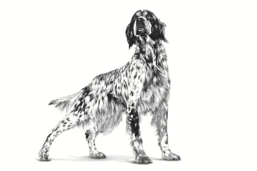 Royal Canin Gastrointestinal High Fibre For Dog 2kg